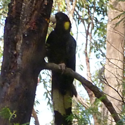 Zanda funerea (Yellow-tailed Black-Cockatoo) at Merimbula, NSW - 11 Apr 2013 by HeatherMeek