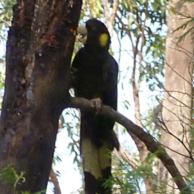 Zanda funerea (Yellow-tailed Black-Cockatoo) at Merimbula, NSW - 12 Apr 2013 by HeatherMeek