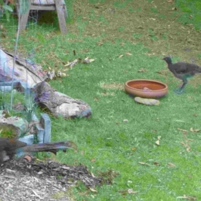 Menura novaehollandiae (Superb Lyrebird) at Merimbula, NSW - 11 Nov 2013 by HeatherMeek