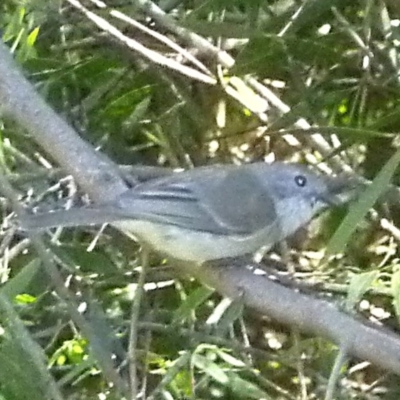 Pachycephala pectoralis (Golden Whistler) at Merimbula, NSW - 13 Nov 2013 by HeatherMeek