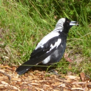 Gymnorhina tibicen at Merimbula, NSW - 31 Dec 2012