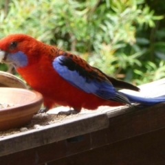 Platycercus elegans (Crimson Rosella) at Merimbula, NSW - 7 Dec 2012 by HeatherMeek