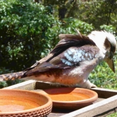 Dacelo novaeguineae (Laughing Kookaburra) at Merimbula, NSW - 3 Dec 2012 by HeatherMeek