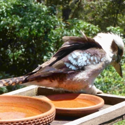 Dacelo novaeguineae (Laughing Kookaburra) at Merimbula, NSW - 3 Dec 2012 by HeatherMeek