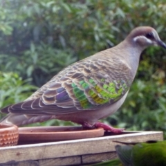 Phaps chalcoptera (Common Bronzewing) at Merimbula, NSW - 26 Nov 2012 by HeatherMeek