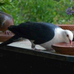 Columba leucomela (White-headed Pigeon) at Merimbula, NSW - 24 Oct 2012 by HeatherMeek