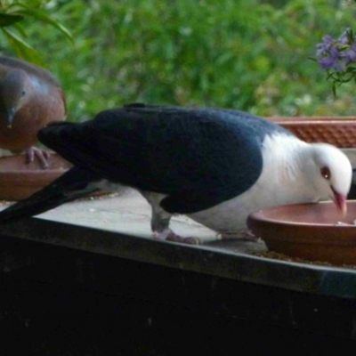 Columba leucomela (White-headed Pigeon) at Merimbula, NSW - 25 Oct 2012 by HeatherMeek