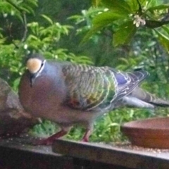 Phaps chalcoptera (Common Bronzewing) at Merimbula, NSW - 24 Oct 2012 by HeatherMeek