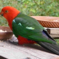 Alisterus scapularis (Australian King-Parrot) at Merimbula, NSW - 15 Oct 2012 by HeatherMeek