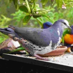 Leucosarcia melanoleuca (Wonga Pigeon) at Merimbula, NSW - 16 Oct 2012 by HeatherMeek