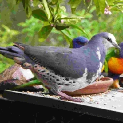 Leucosarcia melanoleuca (Wonga Pigeon) at Merimbula, NSW - 15 Oct 2012 by HeatherMeek