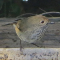 Acanthiza pusilla (Brown Thornbill) at Bermagui, NSW - 3 Jul 2014 by robndane