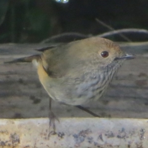 Acanthiza pusilla at Bermagui, NSW - 3 Jul 2014 12:00 AM