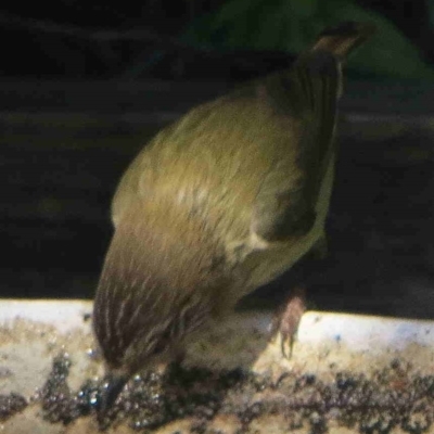 Acanthiza lineata (Striated Thornbill) at Bermagui, NSW - 5 Jul 2014 by robndane