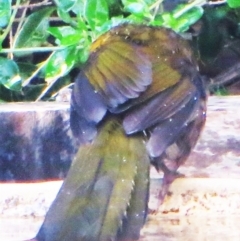 Psophodes olivaceus (Eastern Whipbird) at Bermagui, NSW - 4 Jul 2014 by robndane