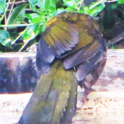 Psophodes olivaceus (Eastern Whipbird) at Bermagui, NSW - 3 Jul 2014 by robndane