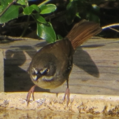 Sericornis frontalis (White-browed Scrubwren) at Bermagui, NSW - 8 Jul 2014 by robndane