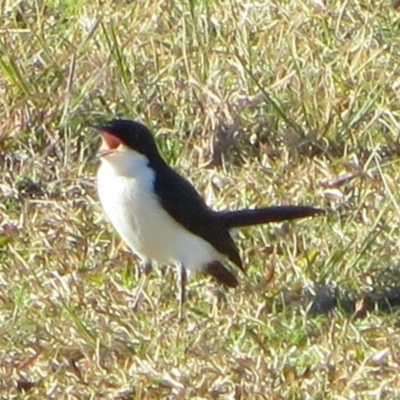 Myiagra inquieta (Restless Flycatcher) at Bermagui, NSW - 9 Jul 2014 by robndane