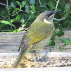 Meliphaga lewinii (Lewin's Honeyeater) at Bermagui, NSW - 13 Jul 2014 by robndane