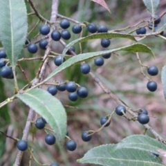 Elaeocarpus reticulatus (Blueberry Ash, Fairy Petticoats) at Bournda, NSW - 16 Jul 2014 by S.Douglas