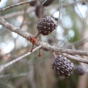 Allocasuarina littoralis at Bournda, NSW - 17 Jul 2014 12:00 AM