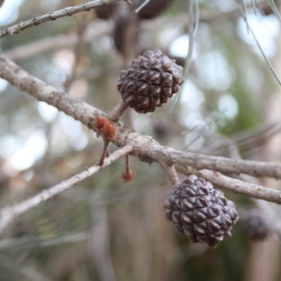 Allocasuarina littoralis (Black She-oak) at Bournda, NSW - 17 Jul 2014 by S.Douglas