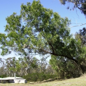 Acacia falciformis at Bournda, NSW - 17 Jul 2014 12:00 AM