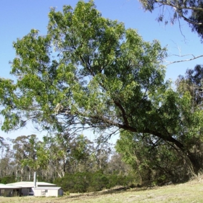 Acacia falciformis (Broad-leaved Hickory) at Bournda, NSW - 17 Jul 2014 by S.Douglas