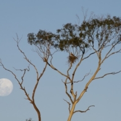 Haliastur sphenurus (Whistling Kite) at Boydtown, NSW - 11 Jul 2014 by Nullica