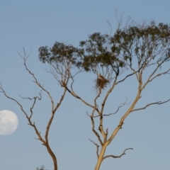 Haliastur sphenurus (Whistling Kite) at Boydtown, NSW - 10 Jul 2014 by Nullica