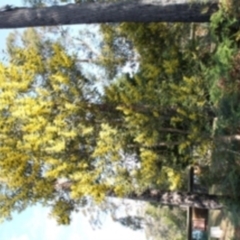 Acacia longifolia subsp. longifolia (Sydney Golden Wattle) at Bournda, NSW - 21 Jul 2014 by S.Douglas