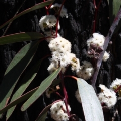 Eucalyptus sieberi (Silvertop ash) at Bournda, NSW - 20 Jul 2014 by S.Douglas