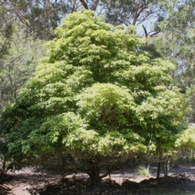 Pittosporum undulatum (Sweet Pittosporum) at Bournda, NSW - 4 Aug 2014 by S.Douglas