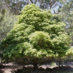 Pittosporum undulatum (Sweet Pittosporum) at Bournda, NSW - 3 Aug 2014 by S.Douglas