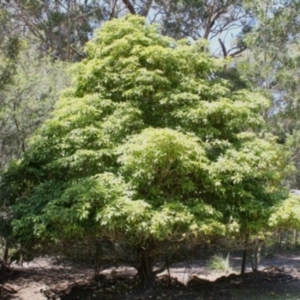 Pittosporum undulatum at Bournda, NSW - 4 Aug 2014