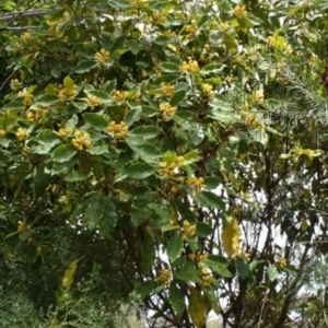 Pittosporum revolutum at Bournda, NSW - 4 Aug 2014