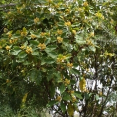 Pittosporum revolutum (Large-fruited Pittosporum) at Bournda, NSW - 3 Aug 2014 by S.Douglas