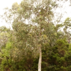 Eucalyptus longifolia at Bournda, NSW - 5 Aug 2014