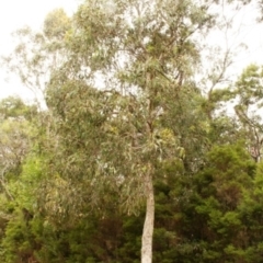 Eucalyptus longifolia (Woollybutt) at Bournda, NSW - 4 Aug 2014 by S.Douglas