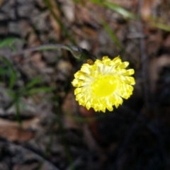 Coronidium scorpioides (Button Everlasting) at Bournda, NSW - 7 Aug 2014 by S.Douglas