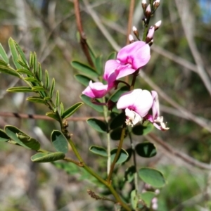 Indigofera australis subsp. australis at Bournda, NSW - 7 Aug 2014