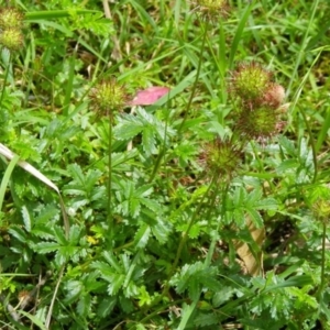 Acaena novae-zelandiae at Bournda, NSW - 7 Aug 2014