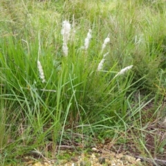 Imperata cylindrica (Blady Grass) at Bournda, NSW - 6 Aug 2014 by S.Douglas