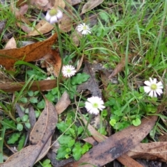 Lagenophora stipitata (Common Lagenophora) at Bournda, NSW - 7 Aug 2014 by S.Douglas