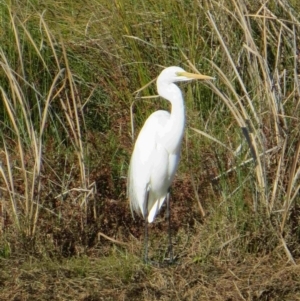 Ardea alba at Bermagui, NSW - 5 Aug 2014