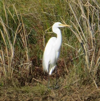 Ardea alba (Great Egret) at Bermagui, NSW - 4 Aug 2014 by robndane