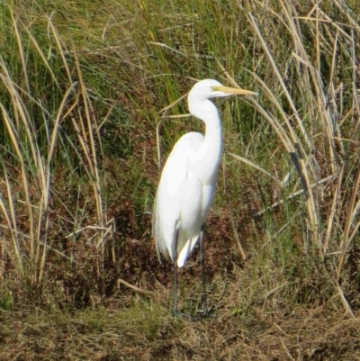 Ardea alba (Great Egret) at Bermagui, NSW - 5 Aug 2014 by robndane