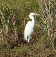 Ardea alba (Great Egret) at Bermagui, NSW - 4 Aug 2014 by robndane