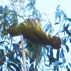 Manorina melanophrys (Bell Miner) at Eden, NSW - 9 Aug 2014 by robndane