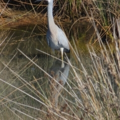 Egretta novaehollandiae (White-faced Heron) at Eden, NSW - 8 Aug 2014 by robndane